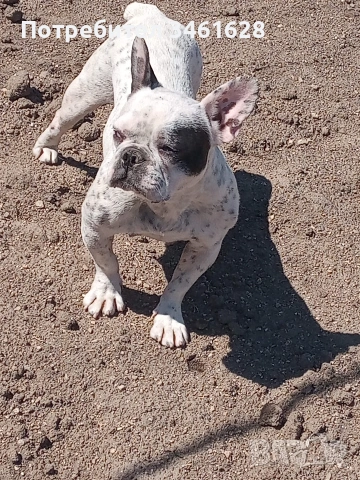френски булдог 