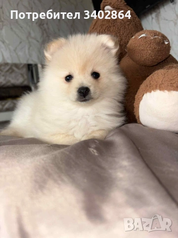 Pomeran, снимка 4 - Померан - 53415420