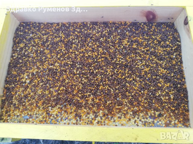 Пчелен прашец - 2025 година, снимка 8 - Пчелни продукти - 41354145