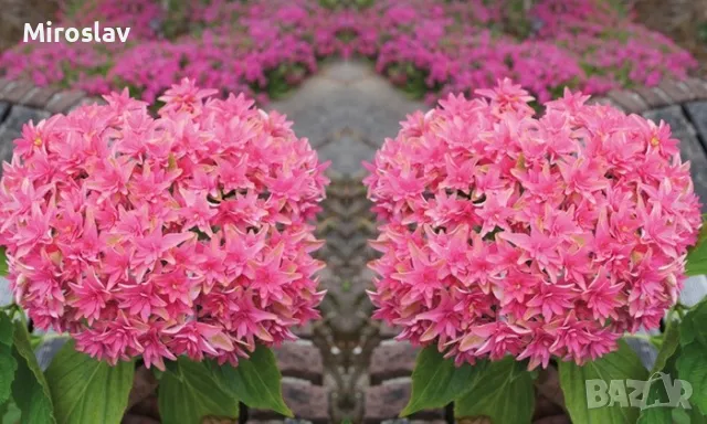 Хортензия Принцеса Даяна