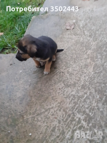 Подарявам малко красиво кученце