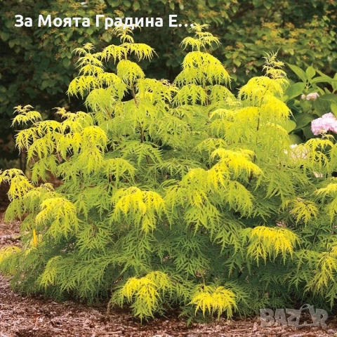 Червен Бъз , снимка 4 - Разсади - 53634250