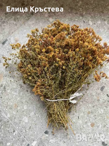 Червен риган -сушен , снимка 8 - Домашни продукти - 46845232