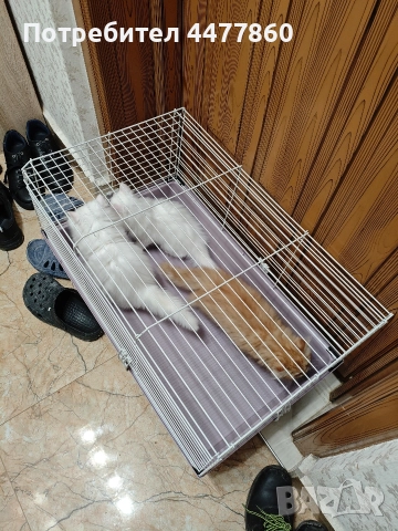 Продавам персийски котенца , снимка 10 - Други - 52679395