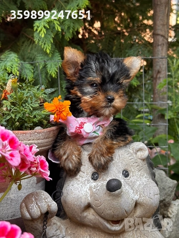 Мини йорки, снимка 1