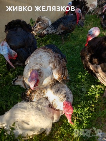 ПРОДАВАМ РАЗПЛОДНИ ОПЛОДЕНИ ПУЕШКИ ЯЙЦА