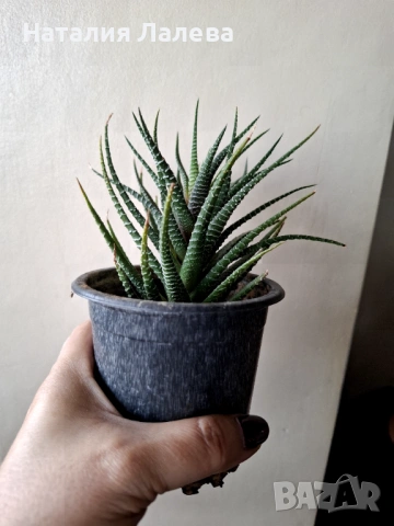 Хавортия, haworthia, снимка 4 - Стайни растения - 53409227