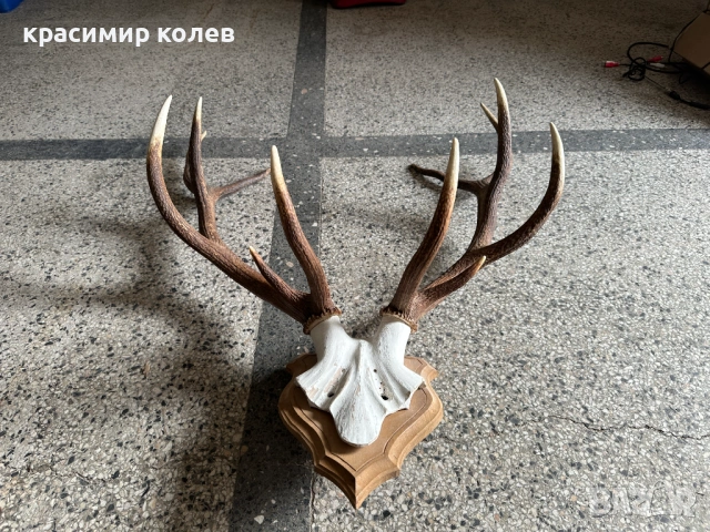 ловен трофей от благороден елен, снимка 7 - Антикварни и старинни предмети - 53393082