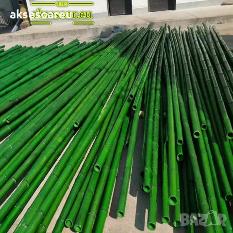 Качествени семена от бамбук Moso Bambo бързо растящи растения за дома бамбуков разсад за украса , снимка 2 - Сортови семена и луковици - 48994928