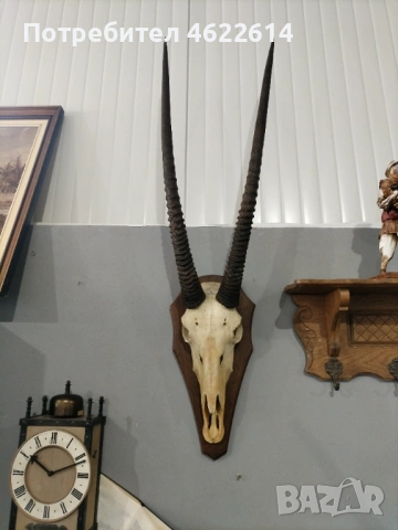 ГОЛЯМ ЛОВЕН ТРОФЕЙ НА АНТИЛОПА, МУФЛОН 