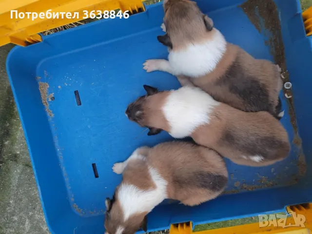 Шотландско овчарка Коли, снимка 3 - Коли - 49685051