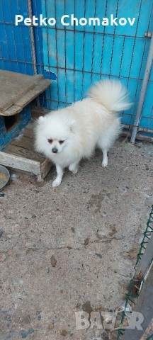 померан, снимка 4 - Померан - 52593351