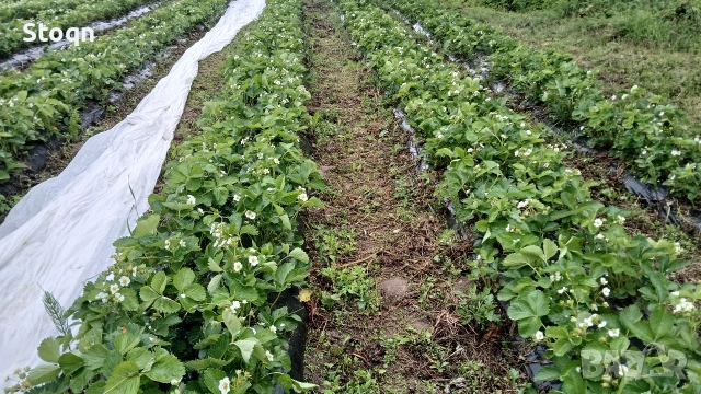 ягодов разсад , снимка 3 - Градински цветя и растения - 53481361