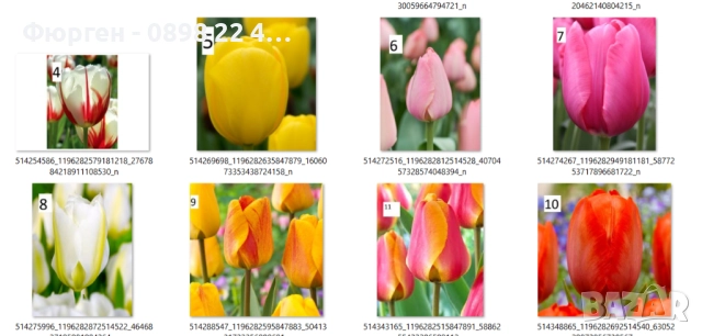 Луковици на лалета, снимка 18 - Разсади - 51436409