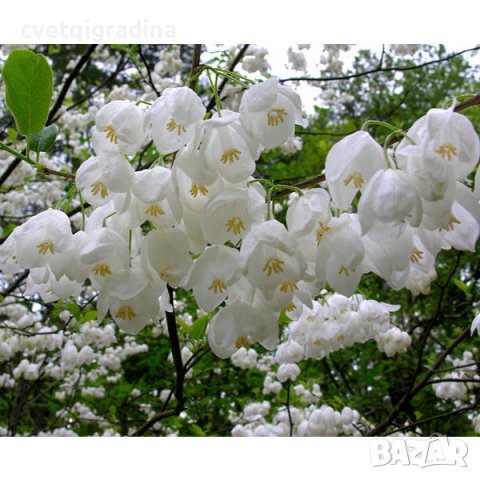 Halesia carolina (Халезия каролина), снимка 2 - Градински цветя и растения - 39592764