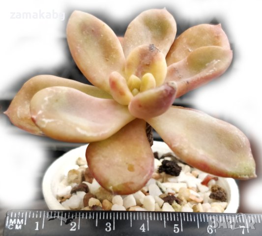 Ешеверия (Echeveria mucronata), вкоренено сукулентно растение, снимка 2 - Стайни растения - 41480485