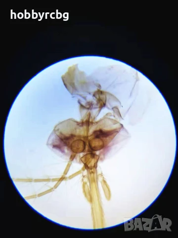 Професионален биологичен монокулярен микроскоп 40х-1600х за STEM кабинети, училища, научни дейности , снимка 5 - Медицинска апаратура - 50769347