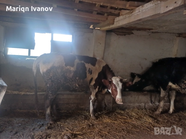 Продавам крави и теле, снимка 7 - Крави - 53633254