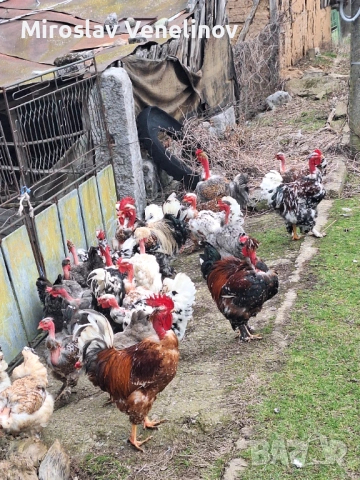 Продавам оплодени яйца от кокошки голошиики, снимка 6 - Кокошки и пуйки - 53650692