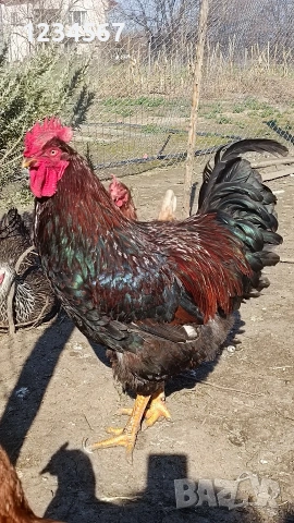 Млад катунски петел Червена линия