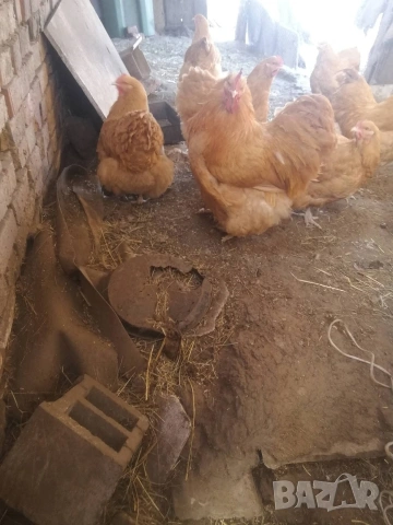 Разплодни яйца , снимка 2 - Кокошки и пуйки - 53218735