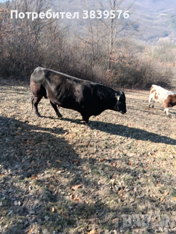 Крави Телета Ангус, снимка 13 - Крави - 53833044