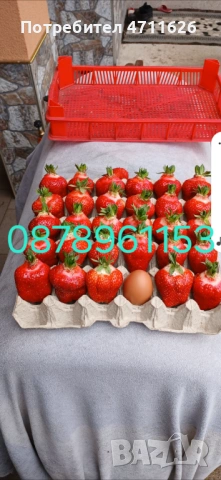 Разсад ягоди целогодишни , снимка 12 - Разсади - 53613985