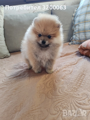 Померан мини мъжко и женско , снимка 17 - Померан - 52826685