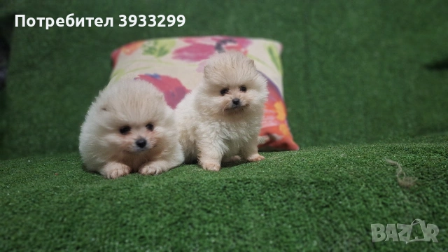 Померан мини померанчета , снимка 5 - Померан - 53411034