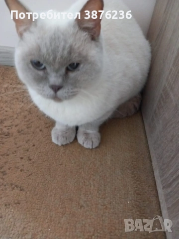 Британска късокосместа , снимка 13 - Британска късокосместа - 53313048