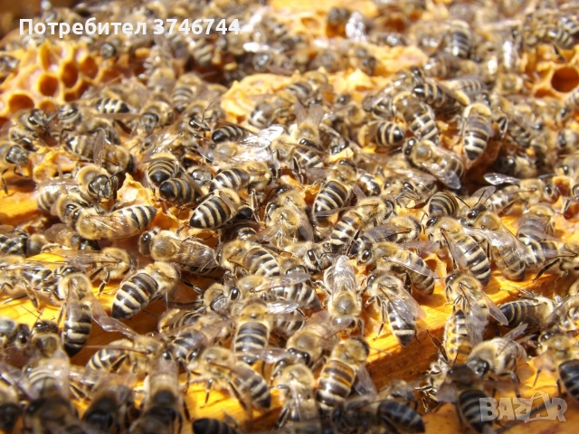 Пчелни отводки, снимка 3 - За пчели - 52996259