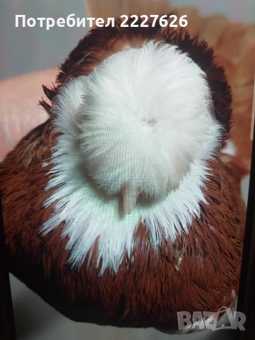 Белослатински двойно качулат, снимка 6 - Гълъби - 52689877