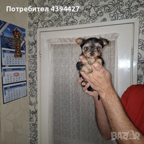 Мини йорки момиченце, снимка 2 - Йоркширски териер - 53384672