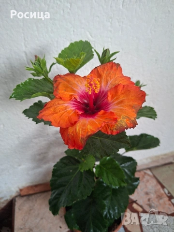 хибискус, снимка 2 - Стайни растения - 53474471