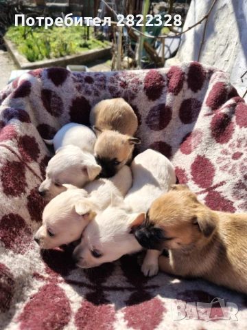 Продавам малки кученца чихуахуа 