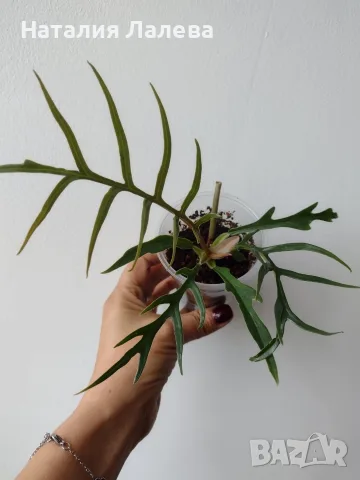 Филодендрон, philodendron Tortum, снимка 3 - Стайни растения - 56304723
