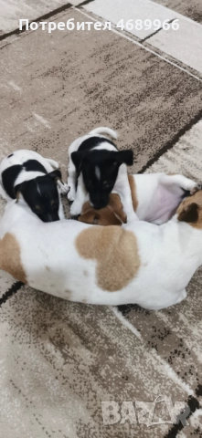 Джак ръсел малък, снимка 2 - Джак ръсел териер - 52874871