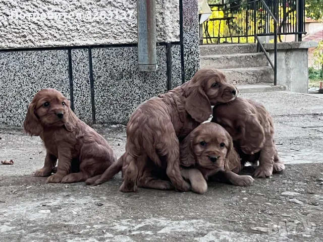кокерчета момичета и момчета 