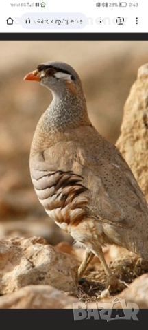 Персийска пустинна яребица , снимка 3 - други­ - 52923845