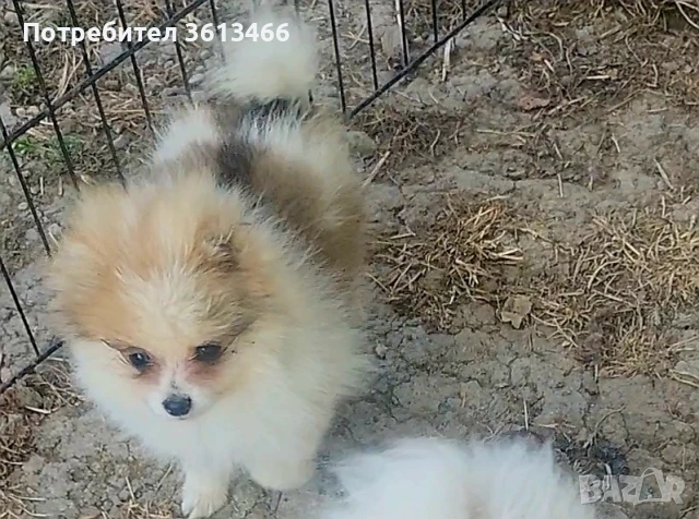 Миниатюрен мъжки померан 4,5 мес.всички ваксини, снимка 1