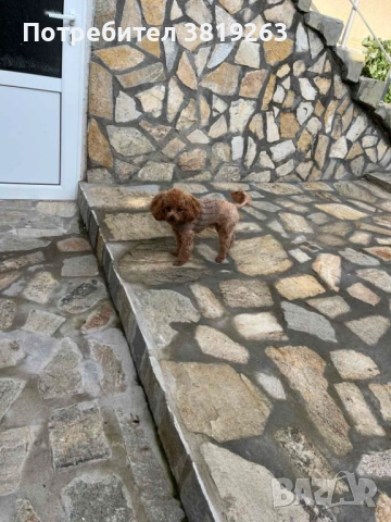 Пудел той мини, снимка 8 - Пудели - 52616820