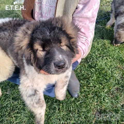 Кавказка Овчарка два месеца 650лв, снимка 4 - Кавказка овчарка - 52822686