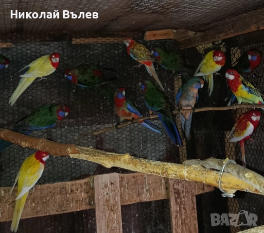 Пенанти , снимка 16 - Папагали - 52105277