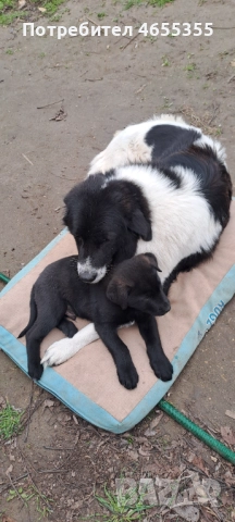 Каракачанка/ лабрадор, снимка 2 - Каракачанска овчарка - 52467039