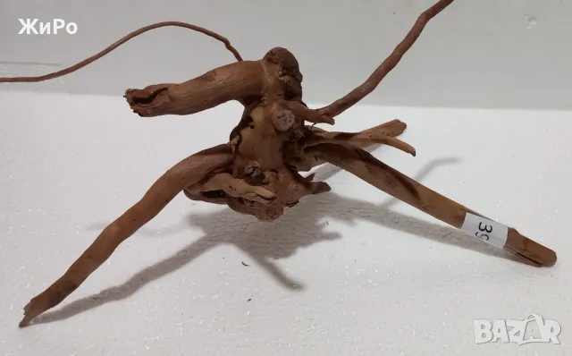 Корен от Азалия /декорация/ 39, снимка 2 - Други - 49874642