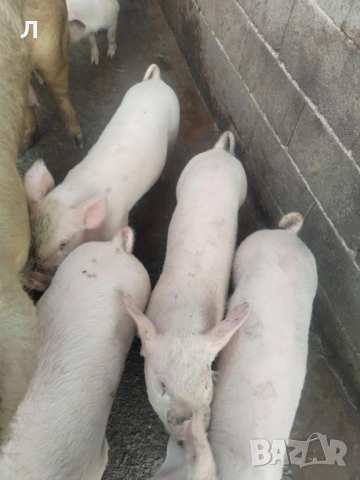 Малки прасенца 25 кг, снимка 3 - Прасета - 52914089