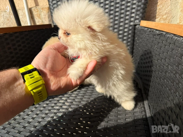 Мини Померани Актуално от 5.3.2026, снимка 2 - Померан - 53719217