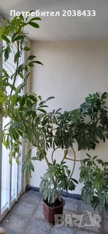 Шефлера, цветето на парите, снимка 2 - Стайни растения - 48055635