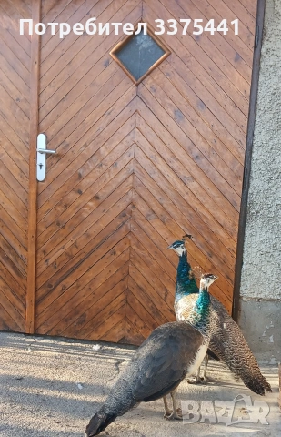 продавам чифт индийски пауни , снимка 2 - други­ - 53670595