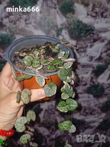 Вариегатна церопегия, снимка 4 - Стайни растения - 52914362